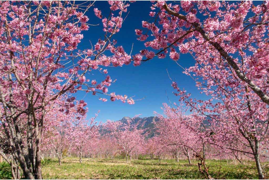 福壽山農場-櫻花
